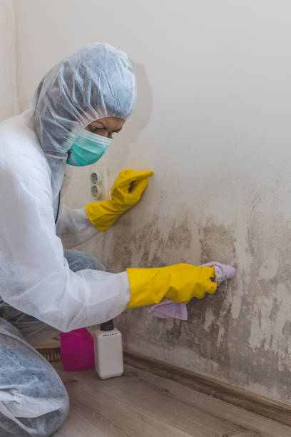 Professional Mold Removal in Port Carbon, PA